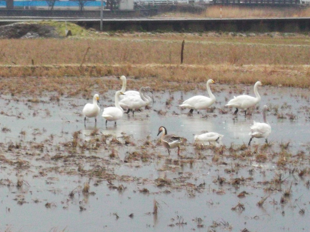 Swan Goose - ML640266215
