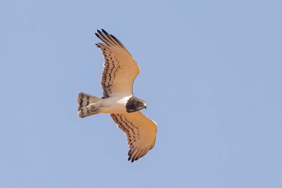 Black-chested Snake-Eagle - ML640266267