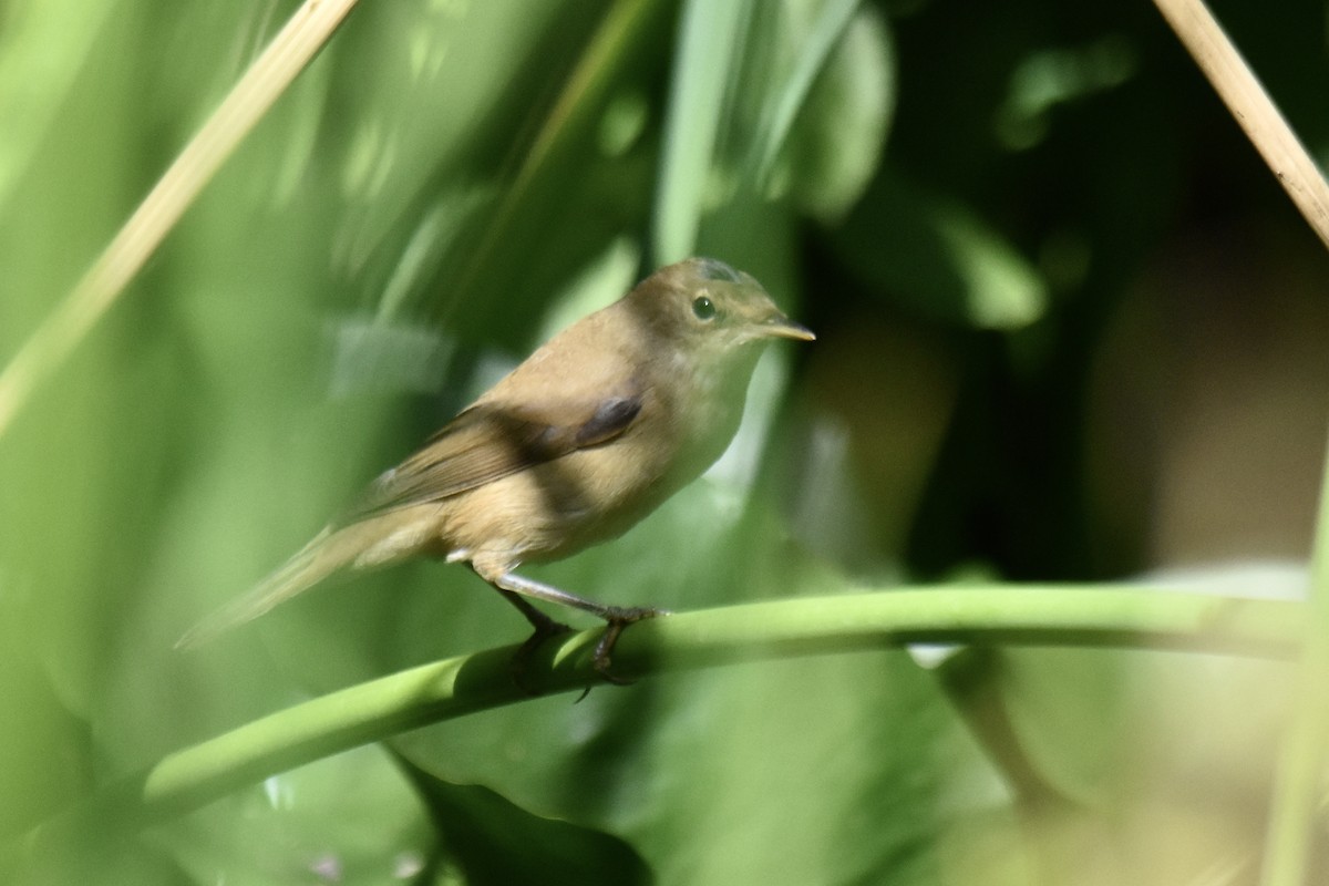 Common Reed Warbler (Common) - ML640266282