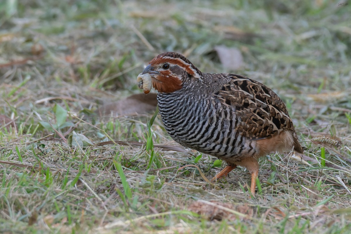 Perdicilla Golirroja - ML640266333