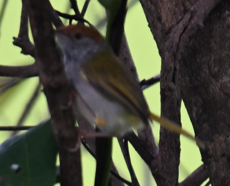 Common Tailorbird - ML640266398