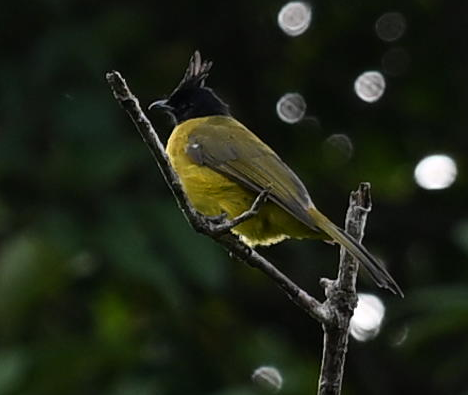 Black-crested Bulbul - ML640266401