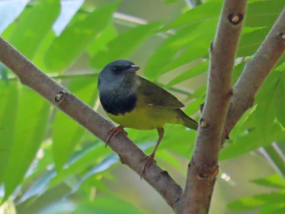 Mourning Warbler - ML640266404