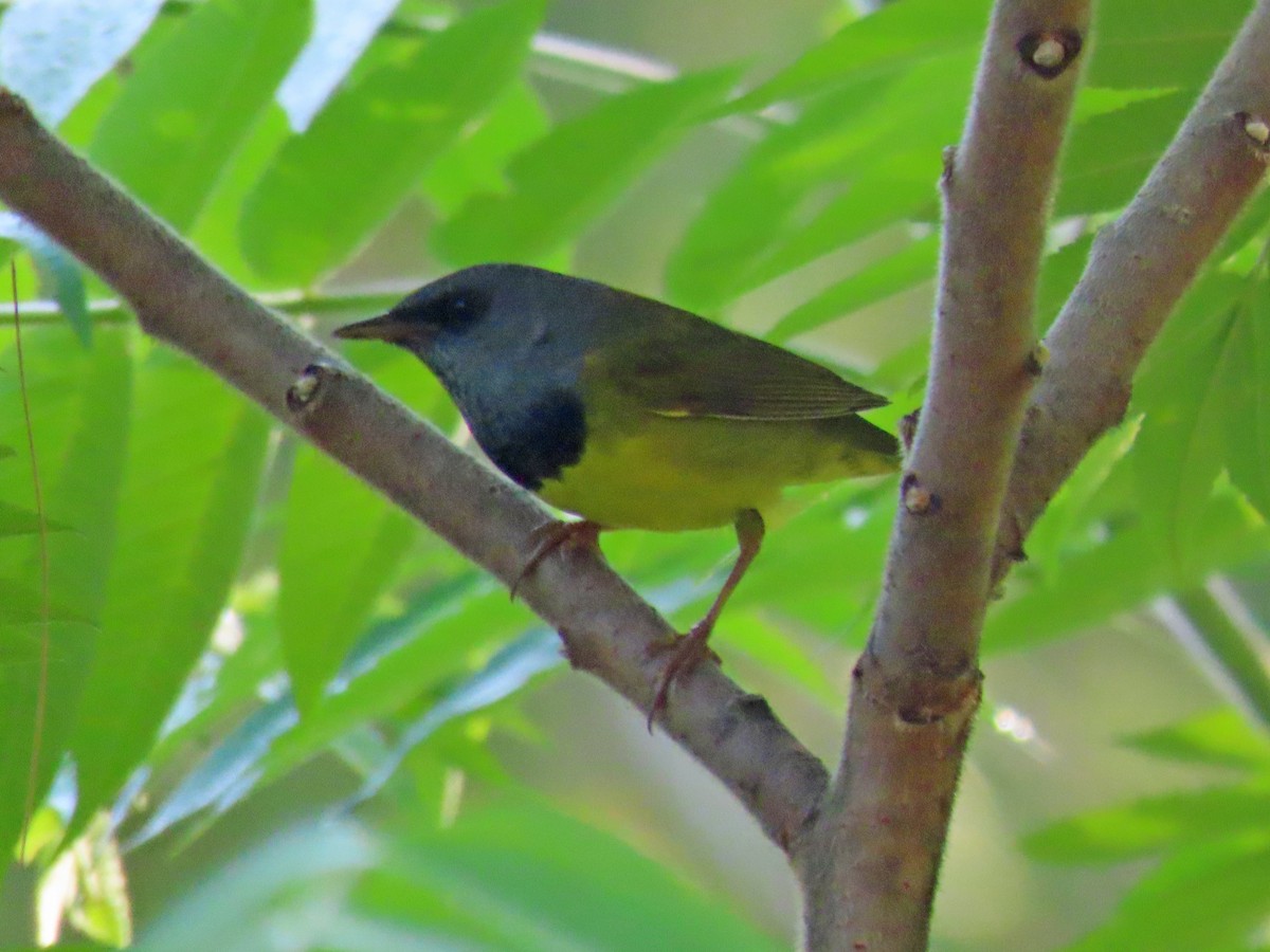 Mourning Warbler - ML640266405