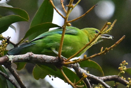 Blue-winged Leafbird - ML640266411