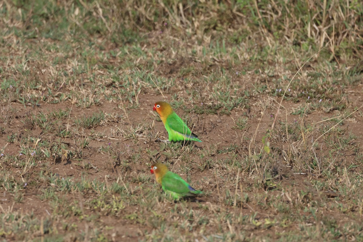 ルリゴシボタンインコ - ML640266420