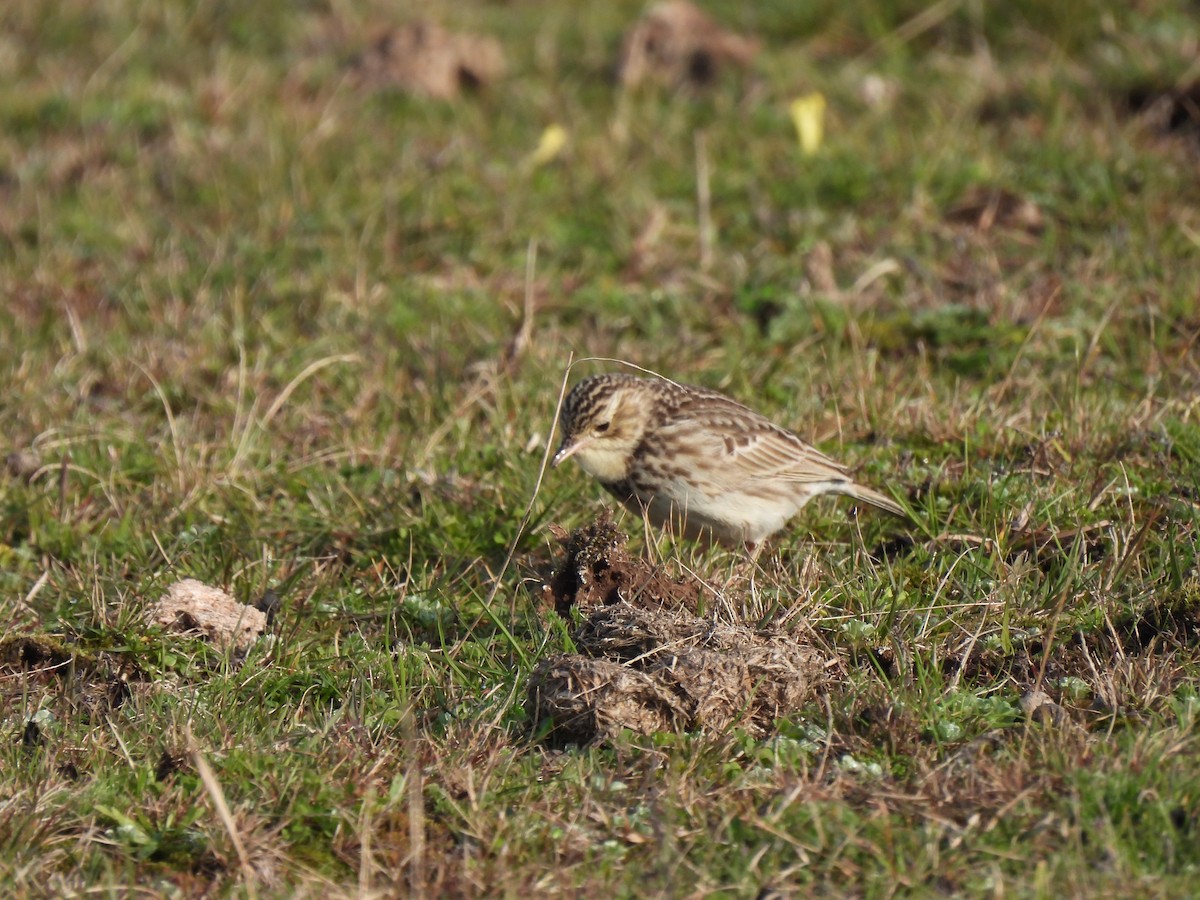 Short-billed Pipit - ML640266444