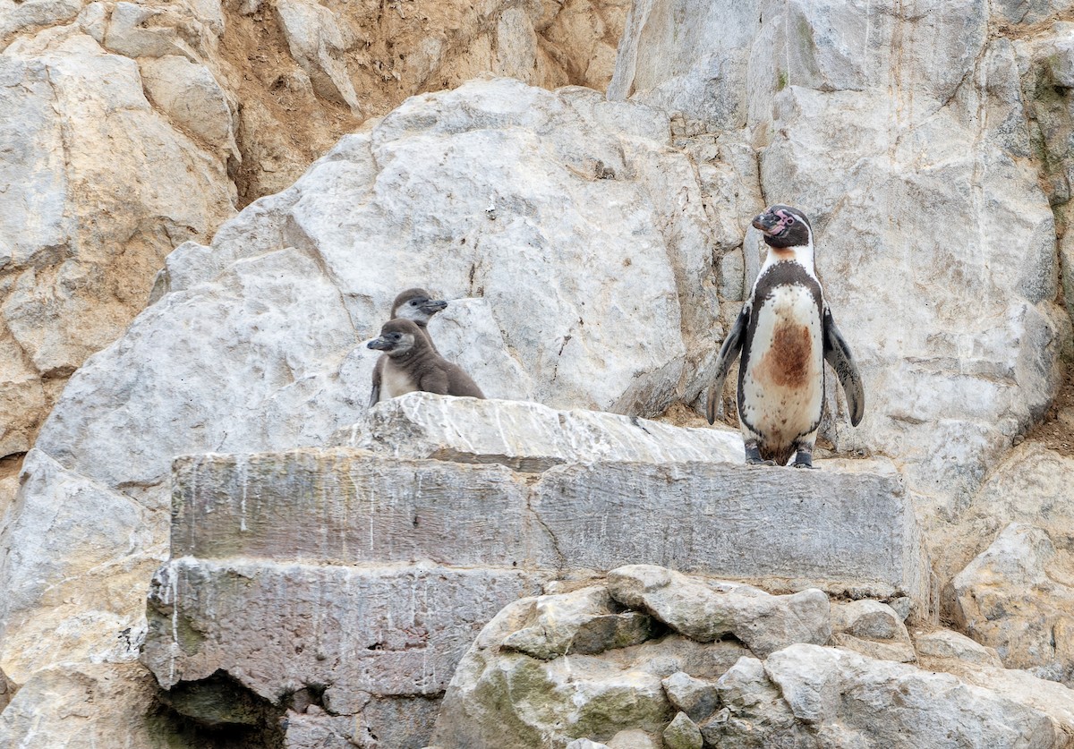 Humboldt Penguin - ML640266521
