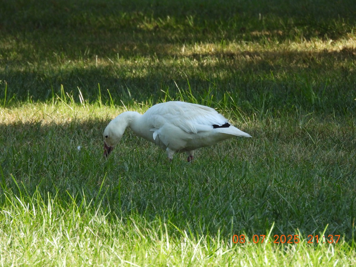 Snow Goose - ML640266591