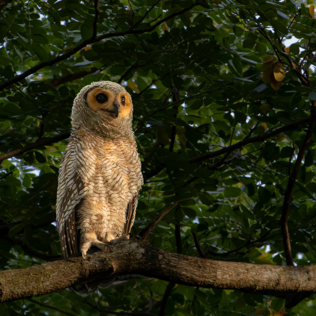 Spotted Wood-Owl - ML640266594