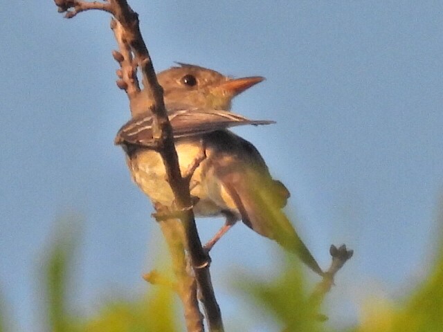 Empidonax sp. - ML640266650