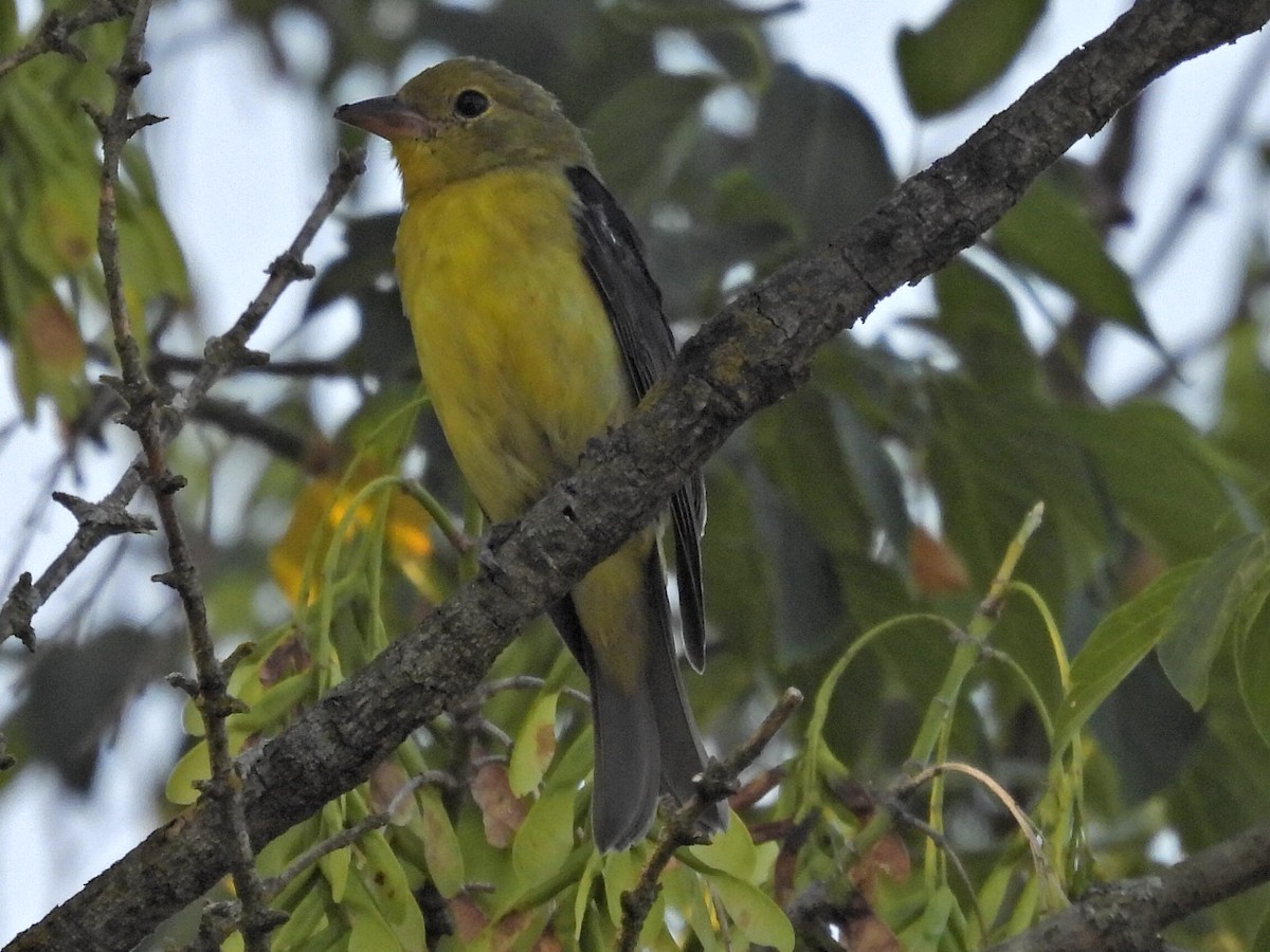 Scarlet Tanager - ML640266692