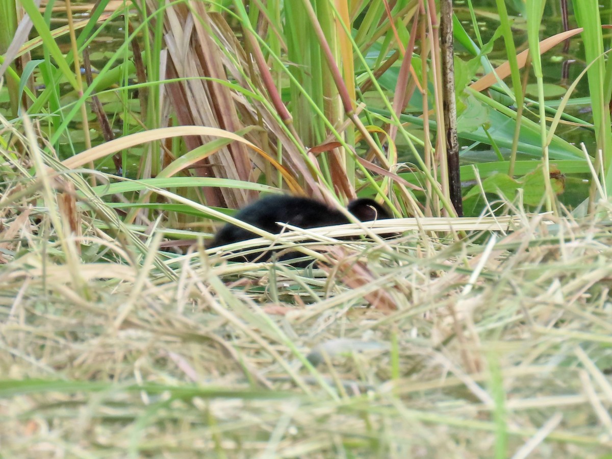 Virginia Rail - ML640266707