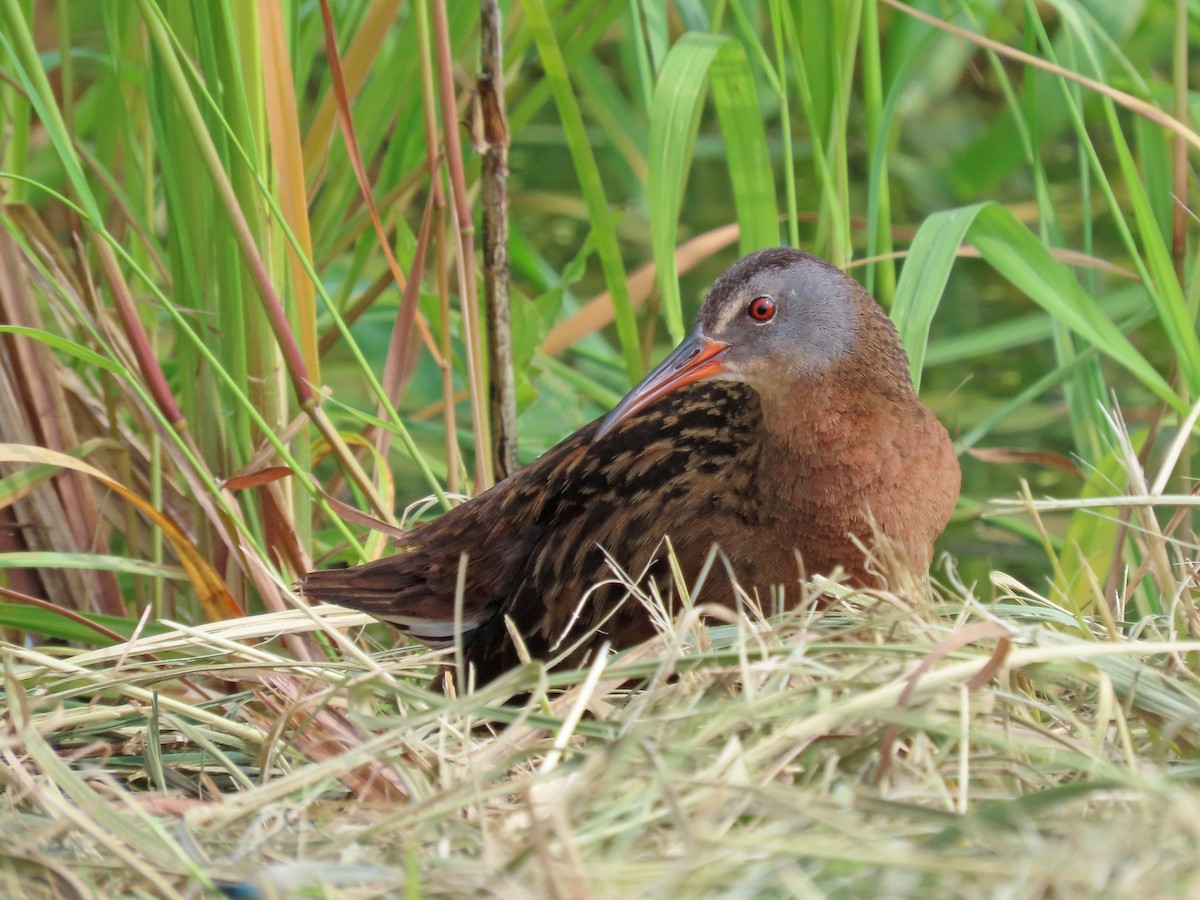Virginia Rail - ML640266708