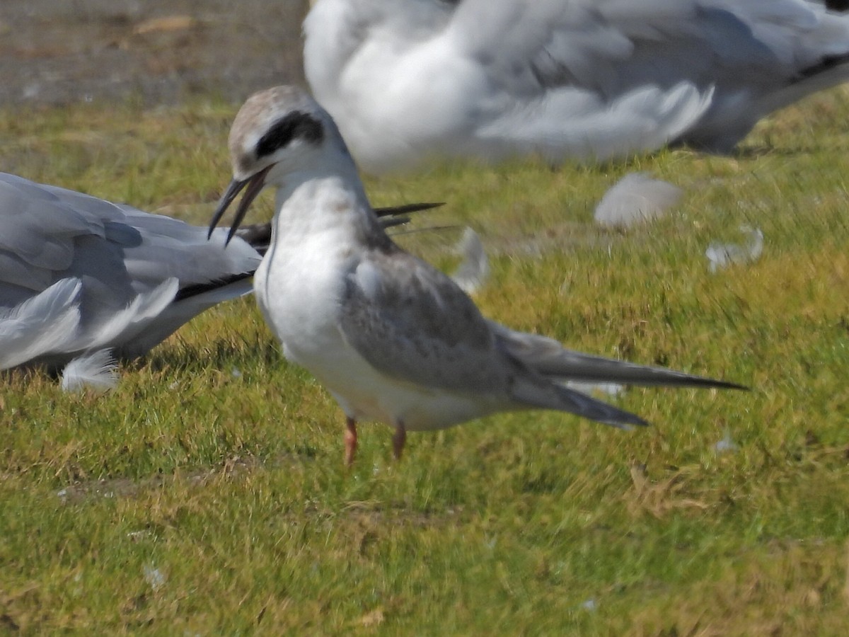 Forster's Tern - ML640266745