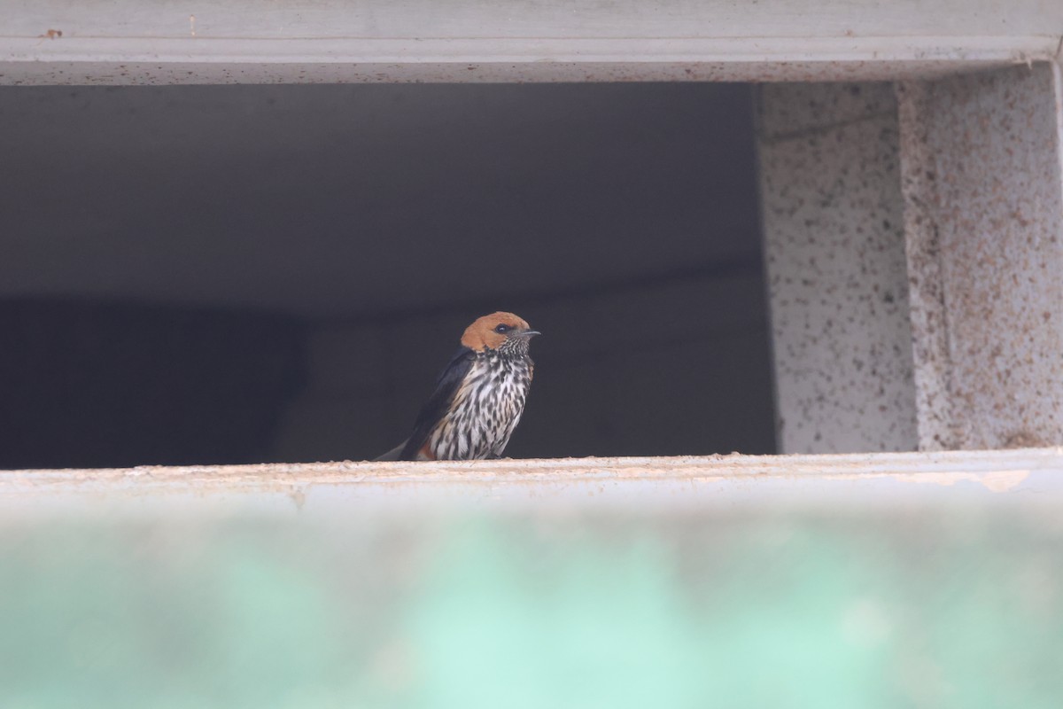 コズアカコシアカツバメ - ML640266747