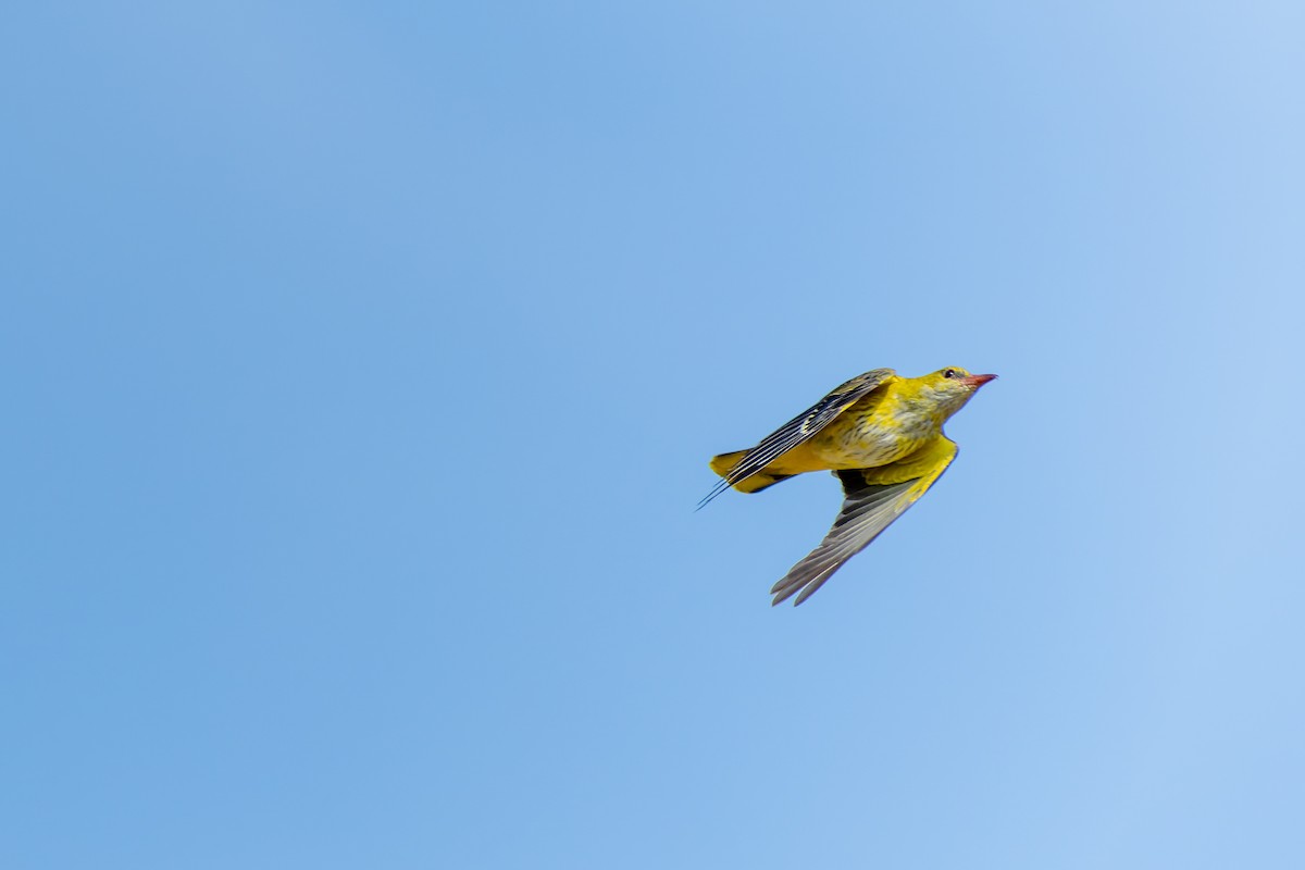 Eurasian Golden Oriole - ML640266748