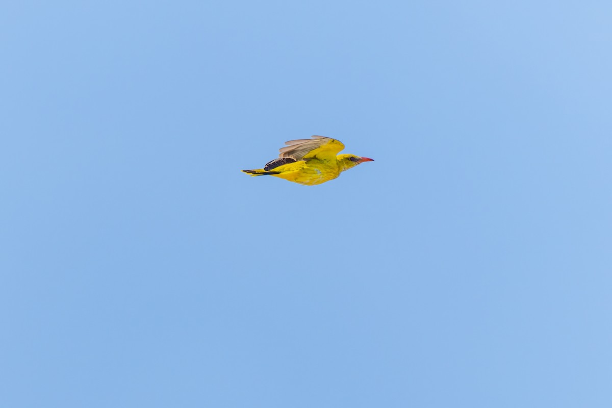 Eurasian Golden Oriole - ML640266749