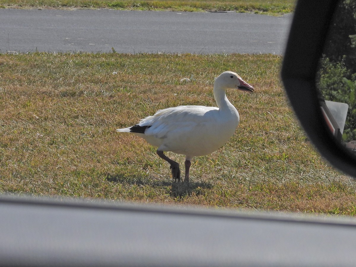 Snow Goose - ML640266764