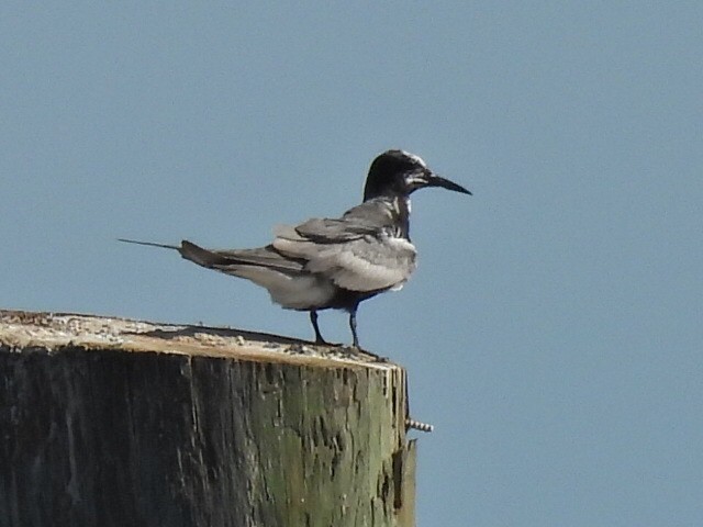 Black Tern - ML640266786