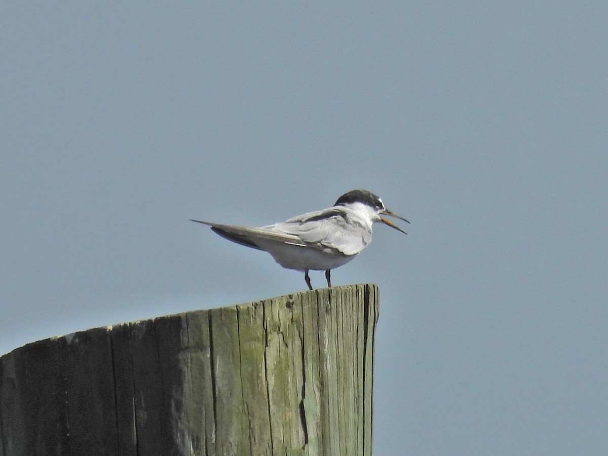 Least Tern - ML640266806