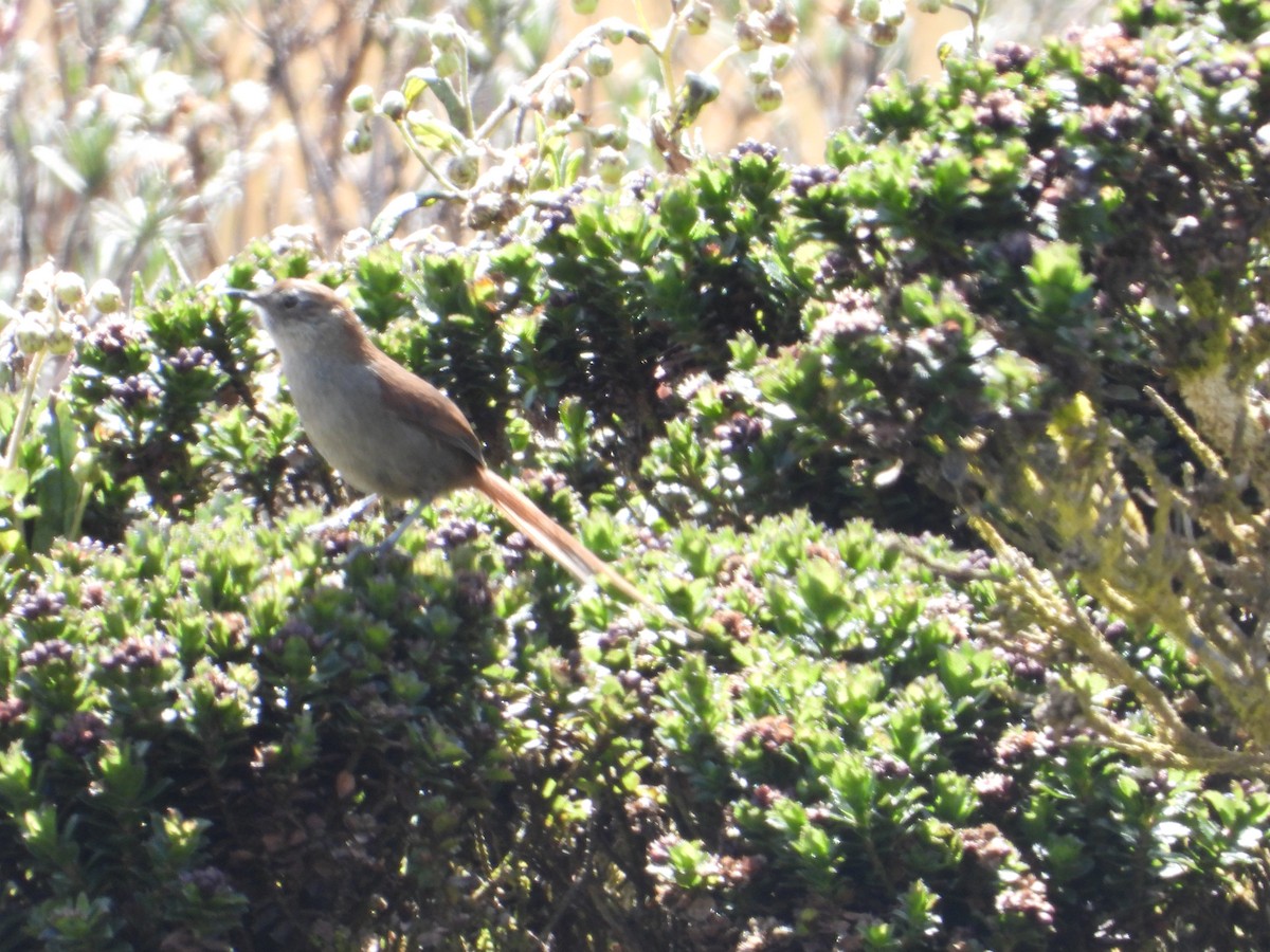 White-chinned Thistletail - ML640266818