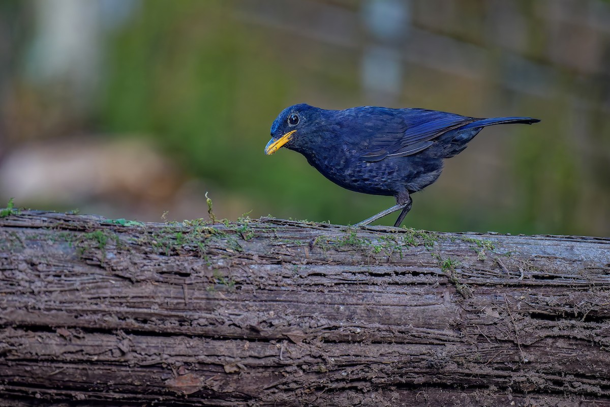 Malayan Whistling-Thrush - ML640266842
