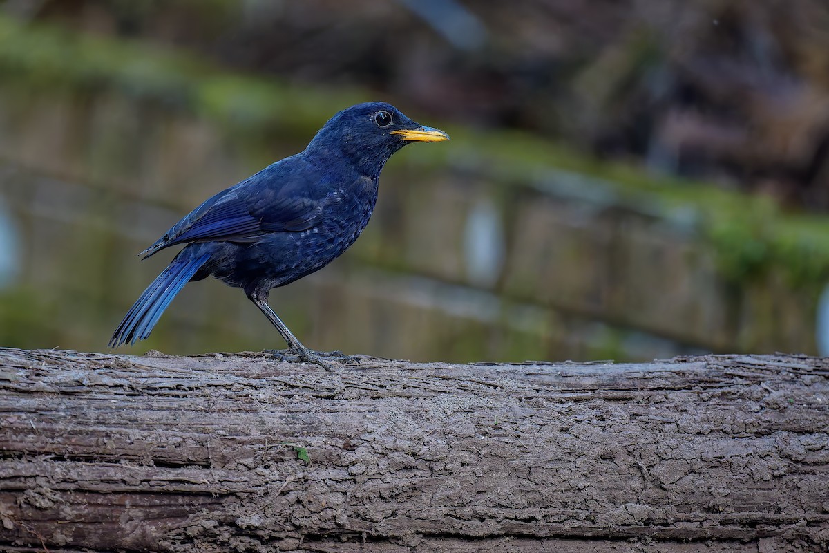 Malayan Whistling-Thrush - ML640266843