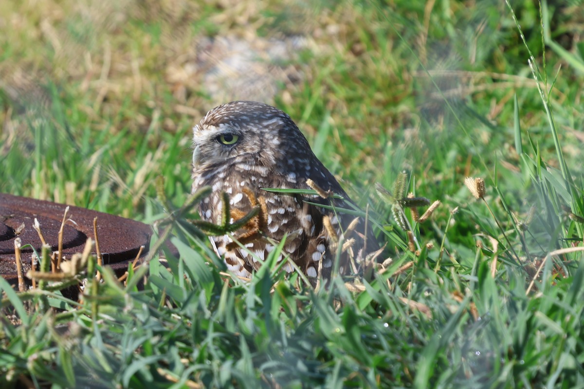 Burrowing Owl - ML640266946