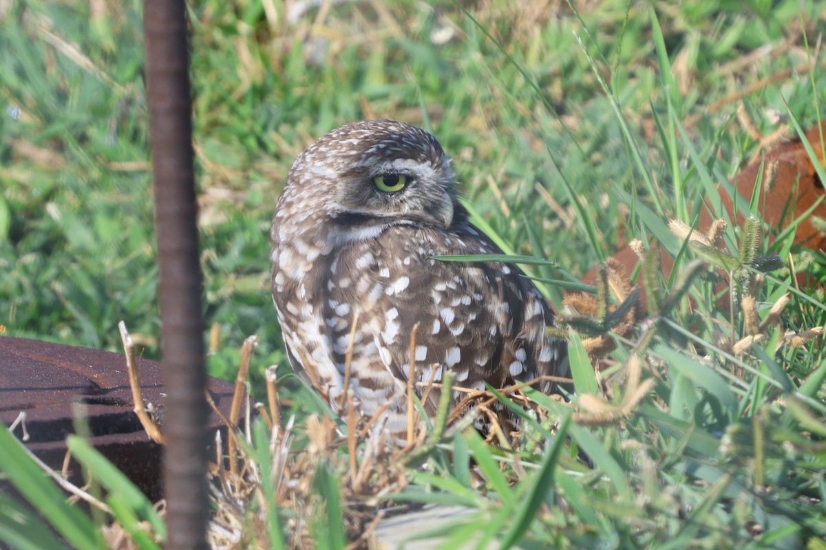 Burrowing Owl - ML640266947