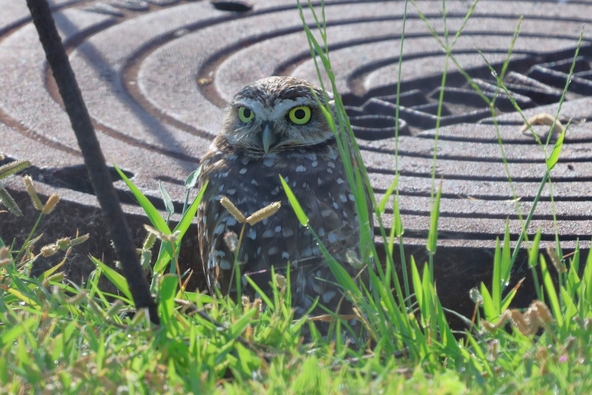Burrowing Owl - ML640266948