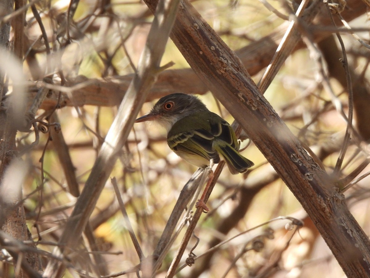 Pearly-vented Tody-Tyrant - ML640267081