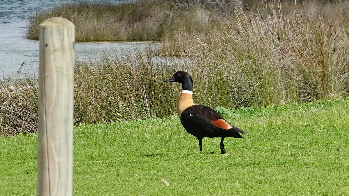 Australian Shelduck - ML640267140