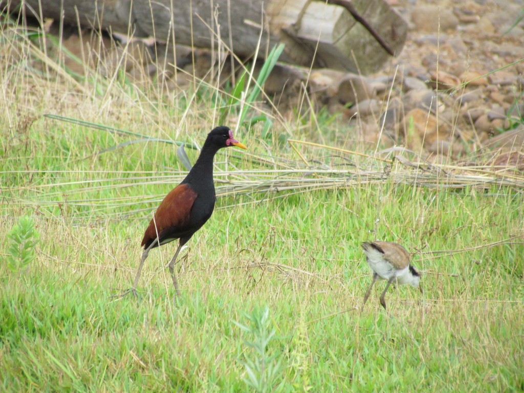 Wattled Jacana - ML640267142