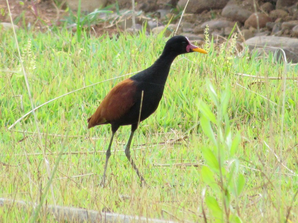 Wattled Jacana - ML640267143