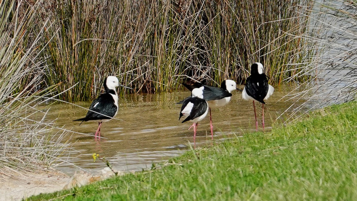 Pied Stilt - ML640267144