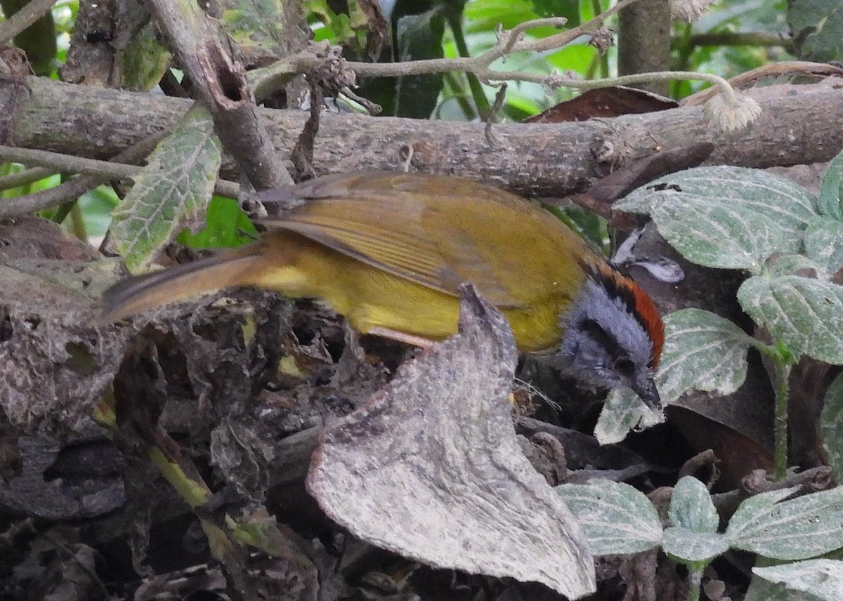 Russet-crowned Warbler - ML640267145