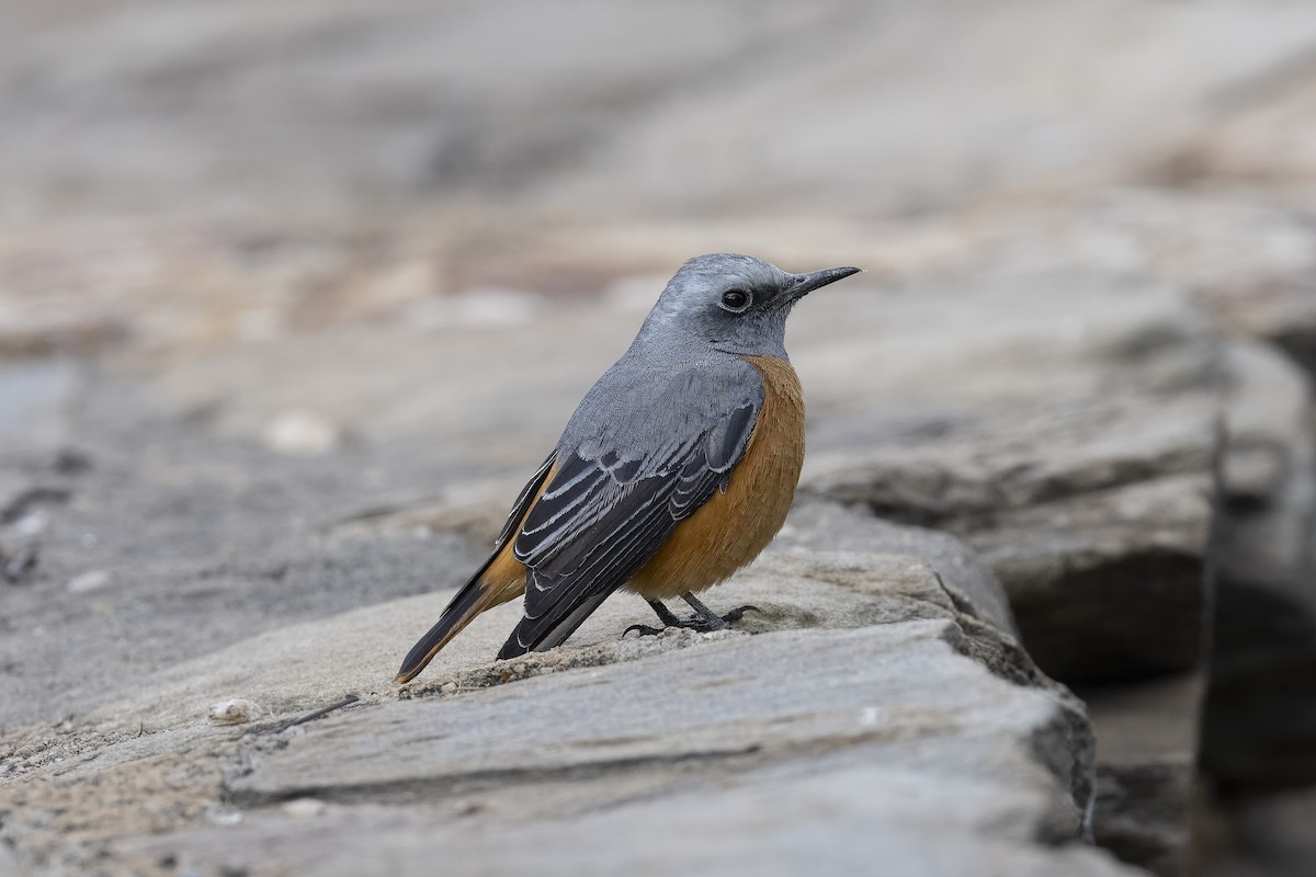 Short-toed Rock-Thrush - ML640267146