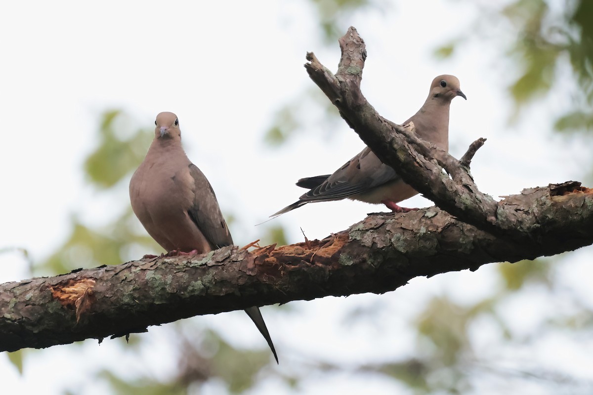 Mourning Dove - ML640267147