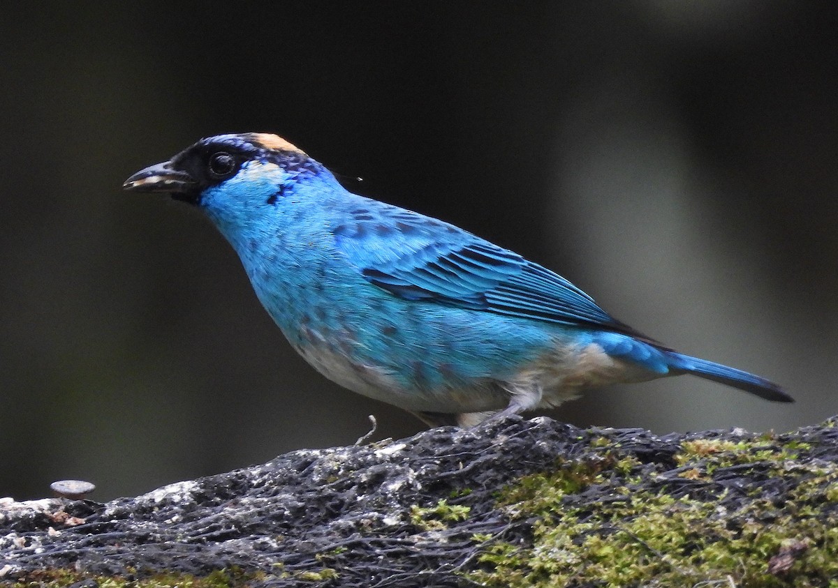 Golden-naped Tanager - ML640267148