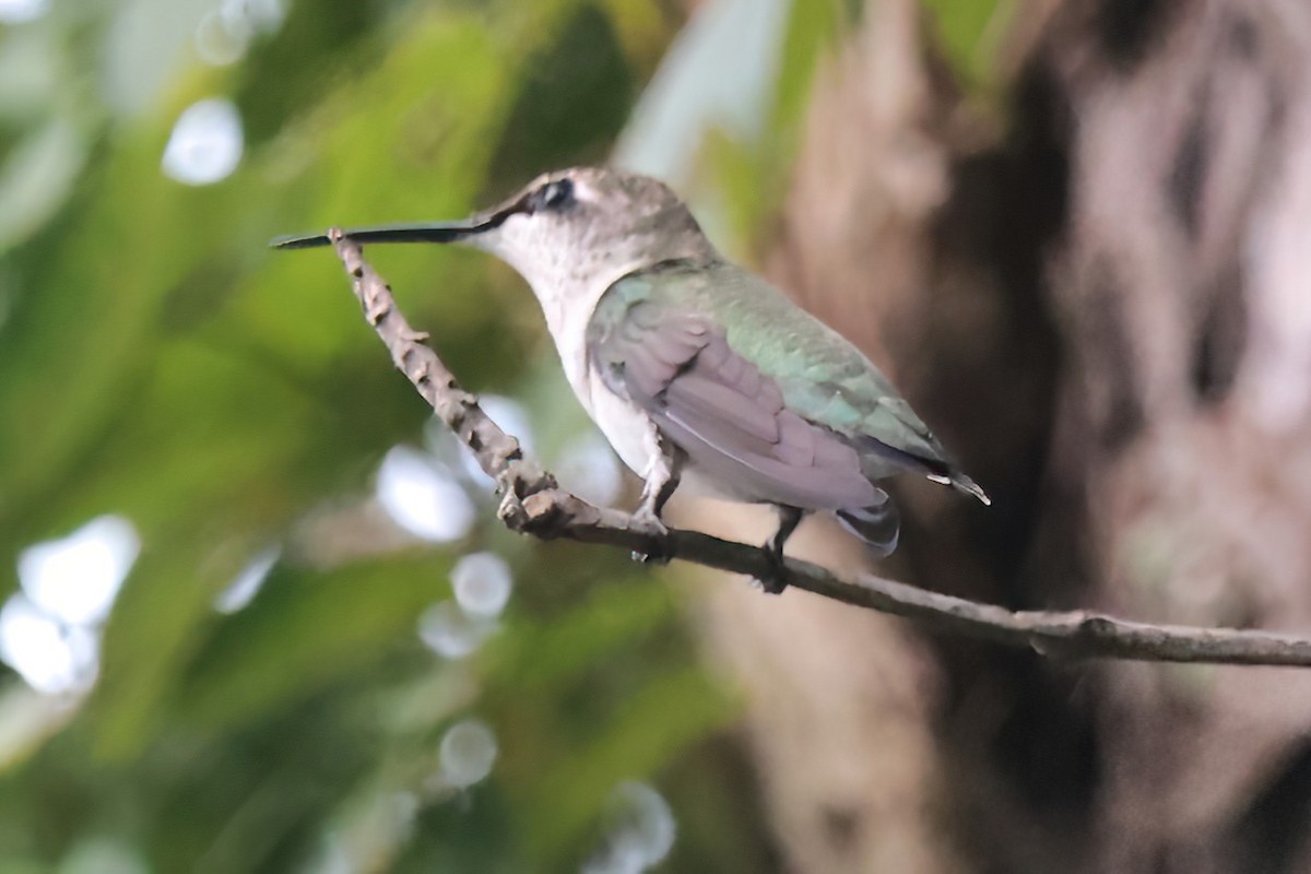 Ruby-throated Hummingbird - ML640267150