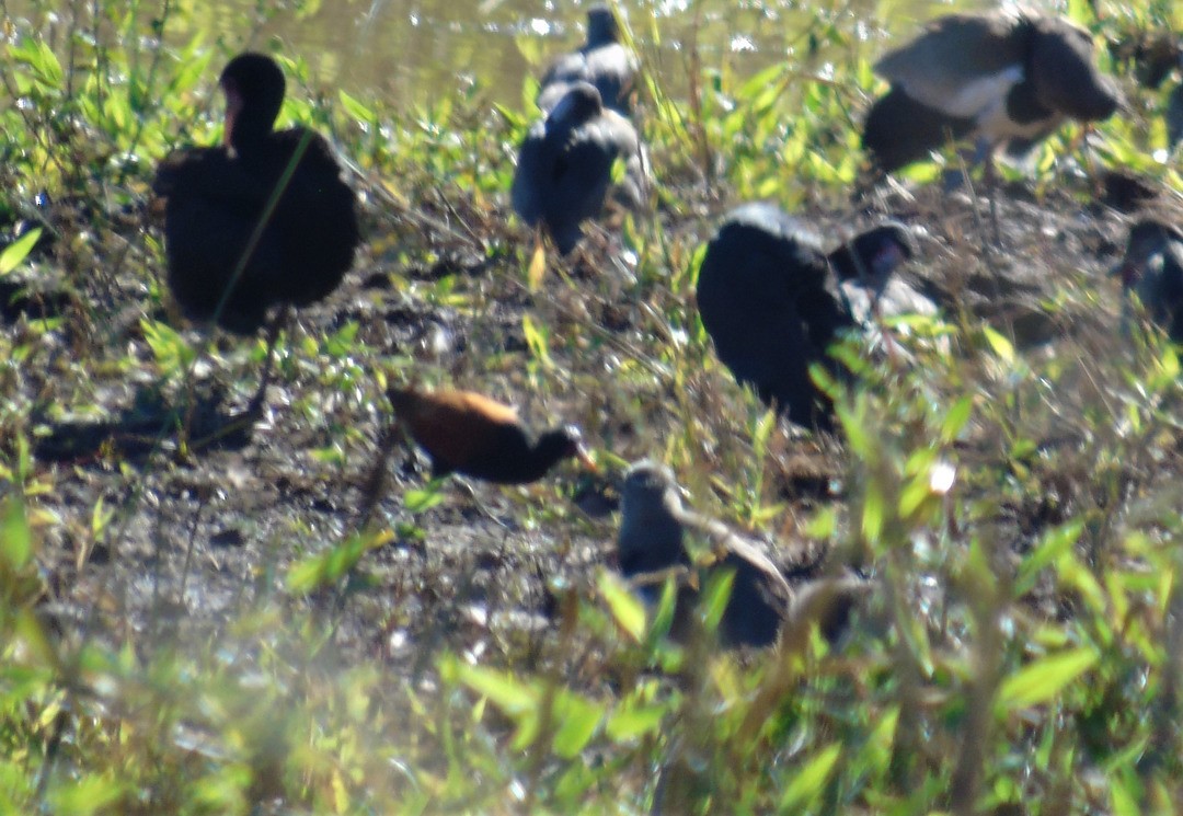 Wattled Jacana - ML640267151