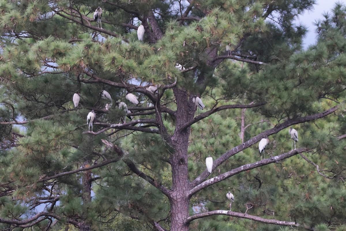 Wood Stork - ML640267155