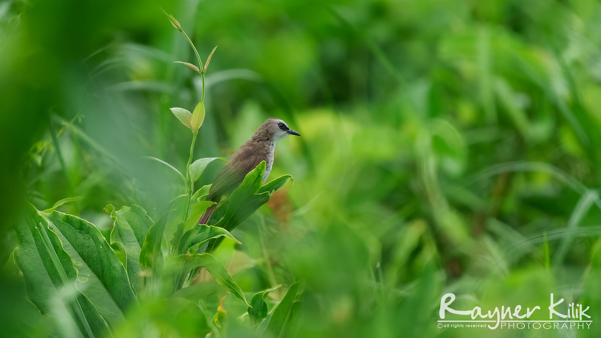 Yellow-vented Bulbul - ML640267156