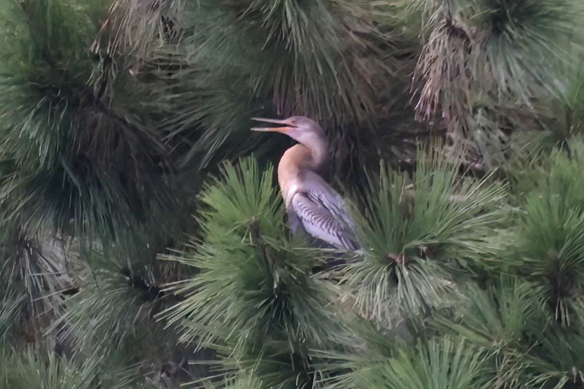Anhinga - ML640267157