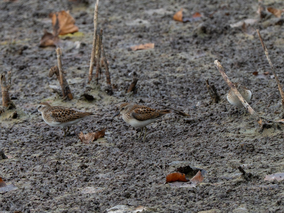 Least Sandpiper - ML640267158