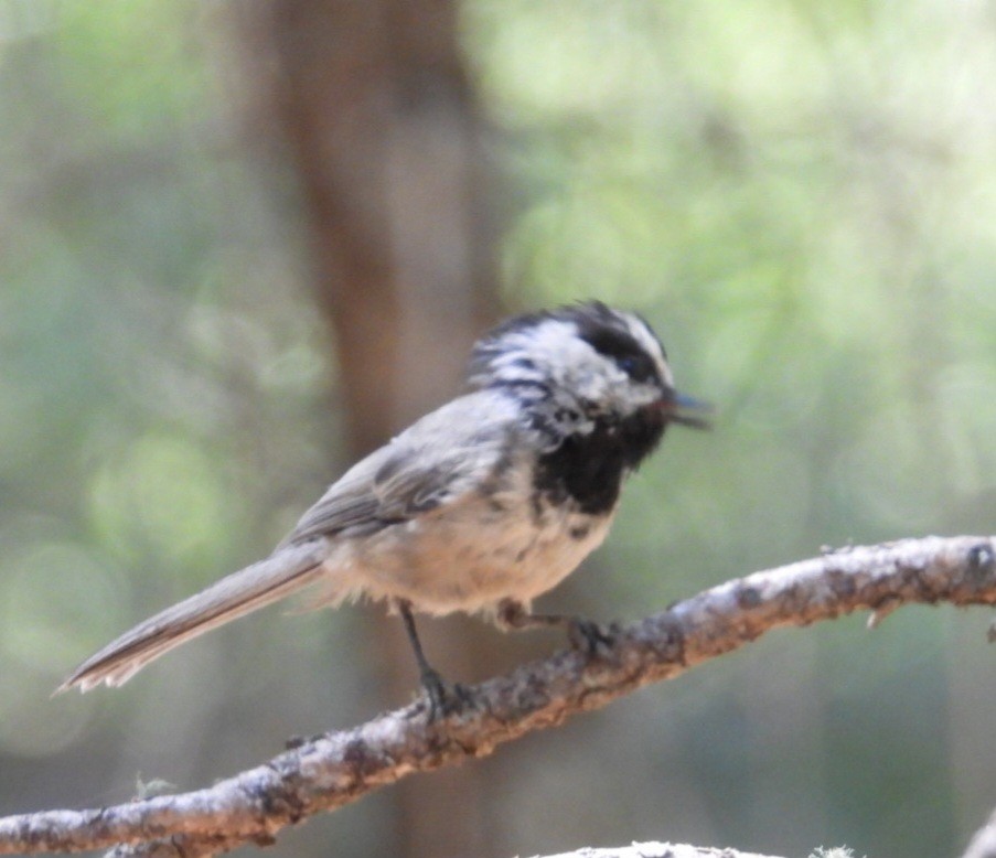 Mountain Chickadee - ML640267159