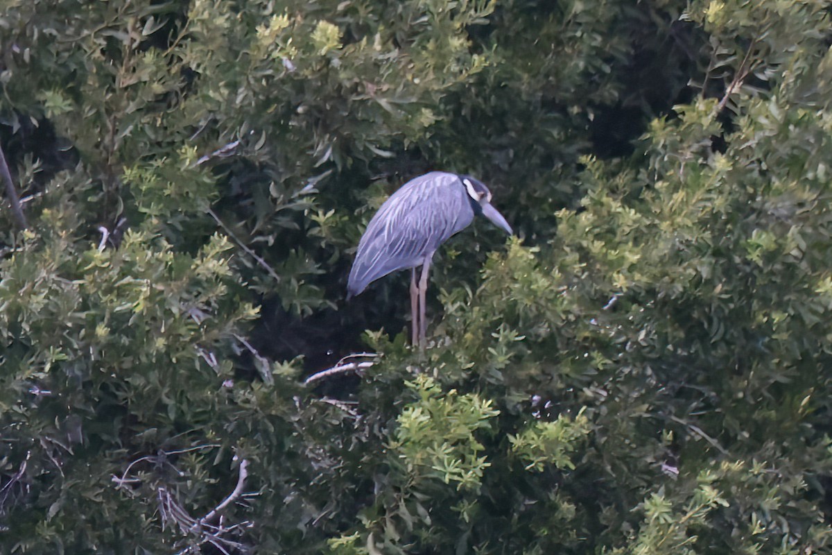 Yellow-crowned Night Heron - ML640267160