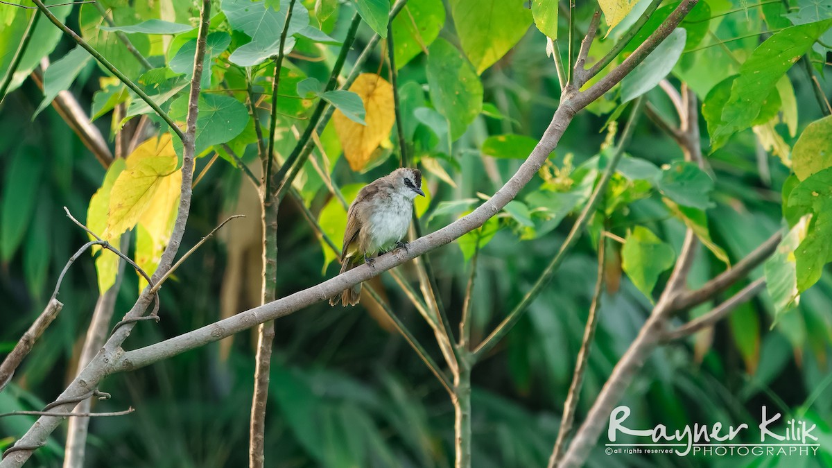 Yellow-vented Bulbul - ML640267161