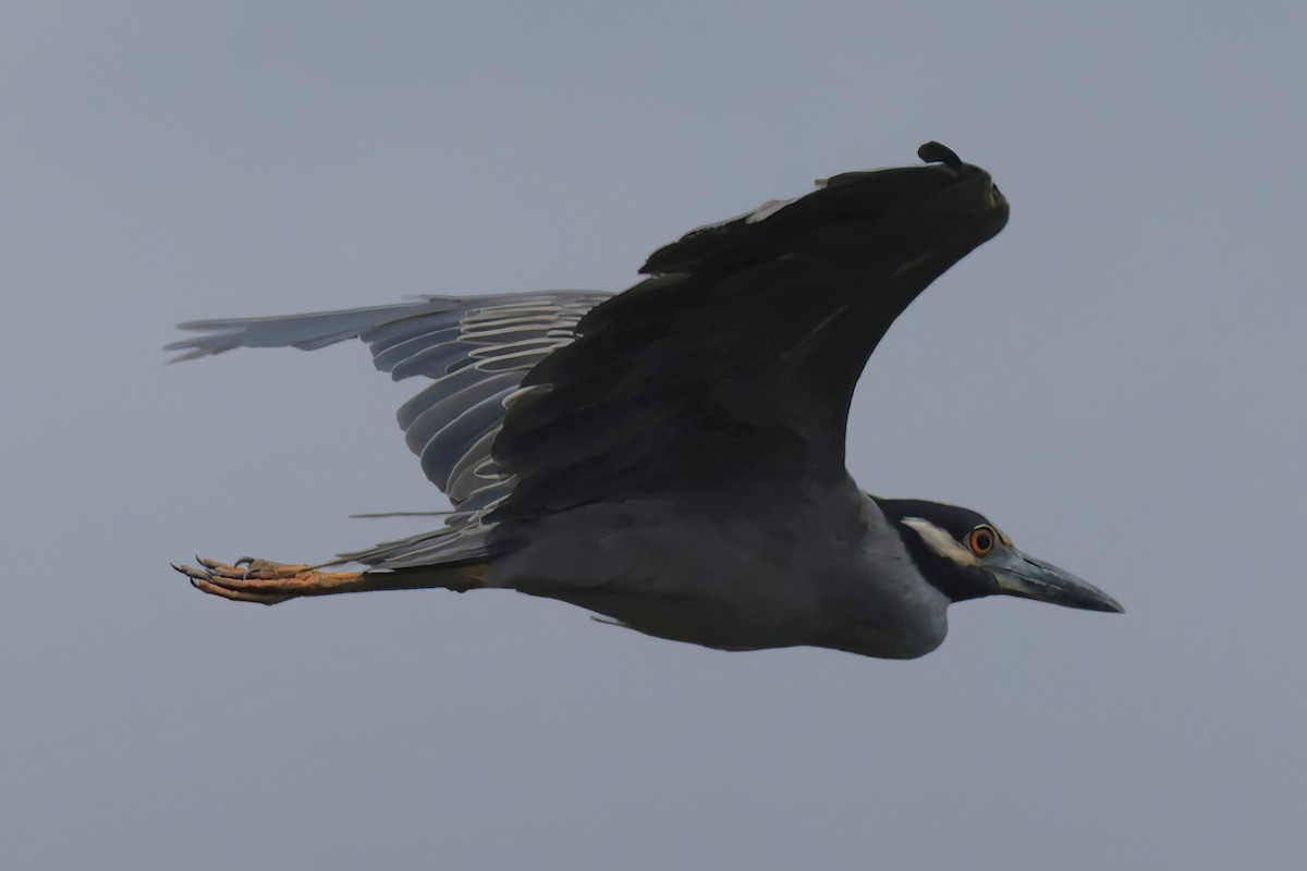 Yellow-crowned Night Heron - ML640267163